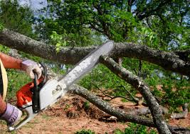 Professional Tree Services in Potomac, MD