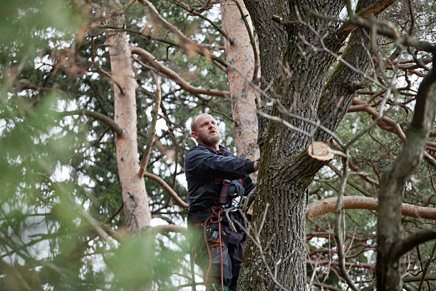 How Our Tree Care Process Works  in  Potomac, MD